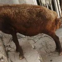 میش افشاری