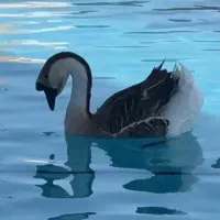 جوجه قو غاز موجود شد.پرنده سرای چکاوک.