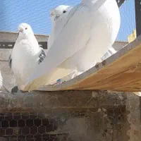 ۵ جفت کبوتر آنتیک