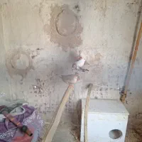 فنج|پرنده|بندرعباس, |دیوار