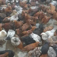 جوجه محلی گلپایگانی