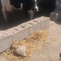 گاو شیری پرشیر