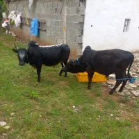 دوتا ورزا کوله
