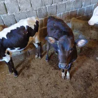 گوساله۵ماهه ماده کردی