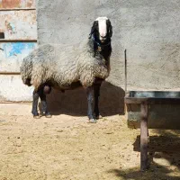 قوچ اصل شال