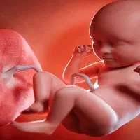 گیرنده رحم‌ جایگزین