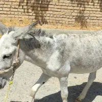 خر گله ارام