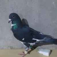 کبوتر|پرنده|زابل, |دیوار