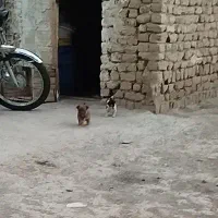 سگ.پاکوتاه