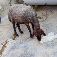 گوسفند