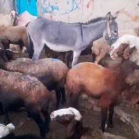 خرگله‌ی