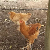 جوجه مرغ و خروس برهما