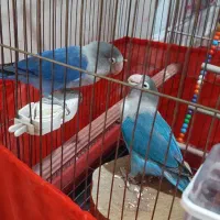 یک جفت برزیلی مولد فیشر نقابدار کار داده