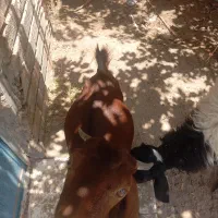 میش کاور با 2 تا کره رشتی