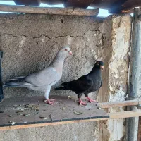 جوجه زاغ موشی و نقره ای