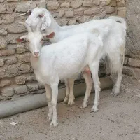 بز سانن یک ساله