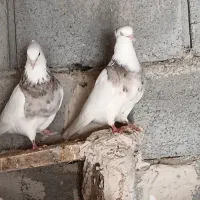 طوقی         اول بخون بعد
