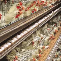 مرغ برای خون کردن قربانی