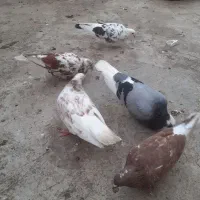 فروش کبوتر پروازی