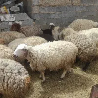 میش چاق