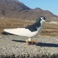 چند تا صید قلدر