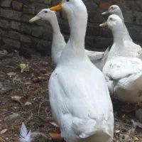 3اردک نر معاوضه با اردک ماده