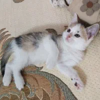 واگذاری بچه گربه