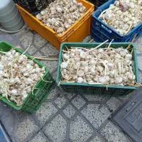 سیر شمال