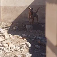 پیتبول نر