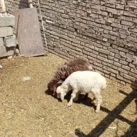بره نر و ماده