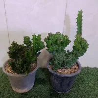 کاکتوس گل آپارتمانی افوربیا لاکتی ریشه فابریک