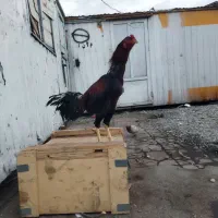 جوجه خروس لاری