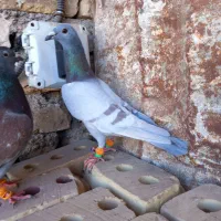 کبوتر خط سرخ کرمانی