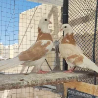 فروش( کبوتر (شازده زرد) ساعتی اصیل