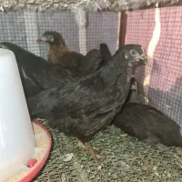 مرغ جهادی اصفهان موجود شد