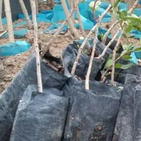 کبوده زردآلو قرمز و گیلاس ...