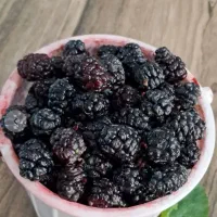 شاه توت ۲۰۰