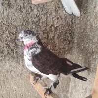 کفتر پرشی قاره گرفتنی
