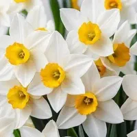 پیاز درشت گل نرگس