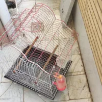 قفس پرنده