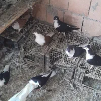 کبوتر|پرنده|گرگان, |دیوار