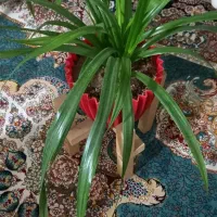 گل فروشی چون ازش دوتا دارم