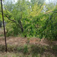 باغچه-1000-متری-سند-تک-برگ-قیمت-کاسبی-بکه