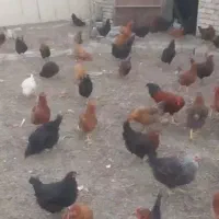 مرغ تخم‌گذار