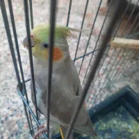 یک عدد عروس هلندی ماده