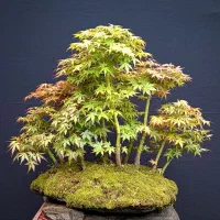 مجموعه جنگلی بزرگ بونسای افرا سبز ژاپنی