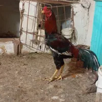 خروس نژاد دار