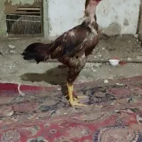 خروس لاری اصیل