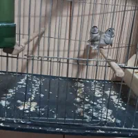 فنچفنچ مولد