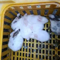 خرگوش|موش و خرگوش|اهر, |دیوار